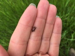 Paranaemia vittigera