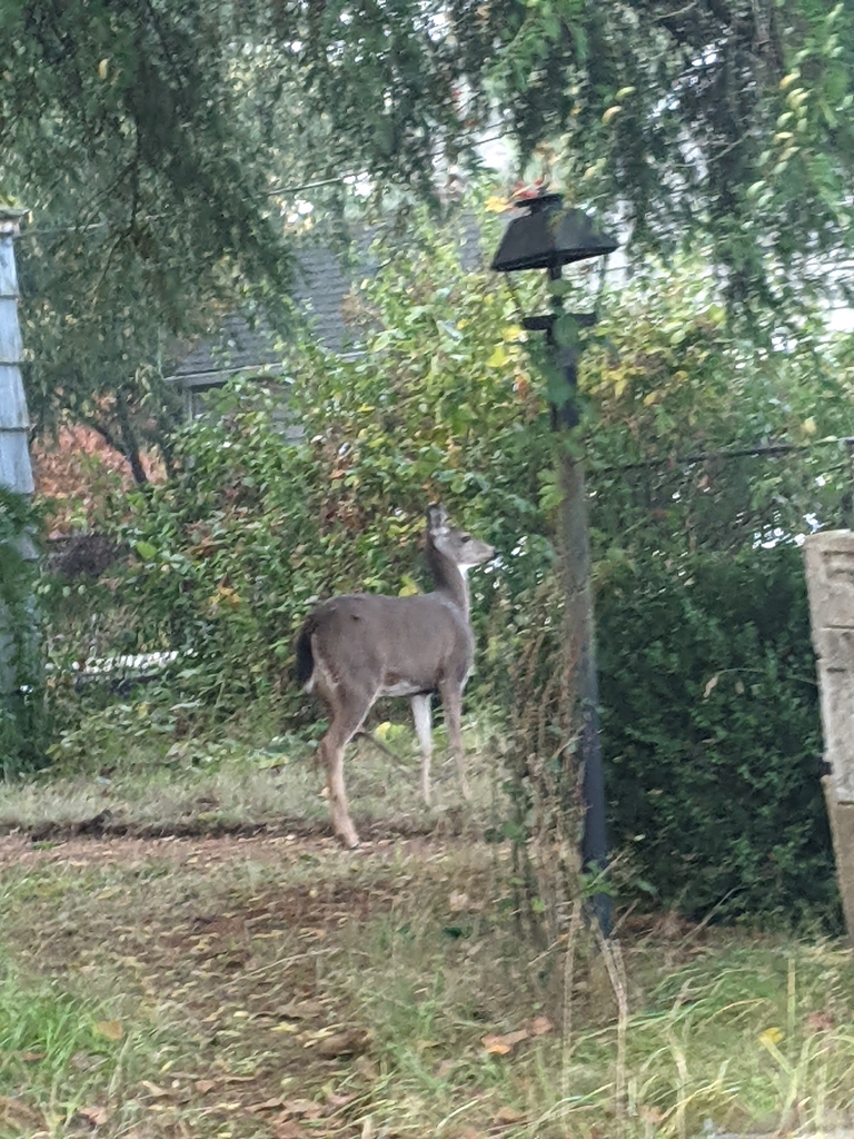 Mule deer from jefferson middle school olympia wa 98502 usa on