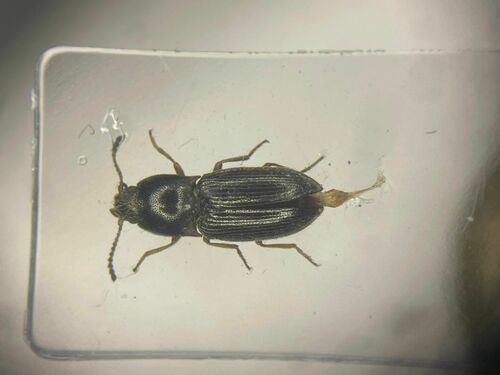 Mountain Click Beetle
