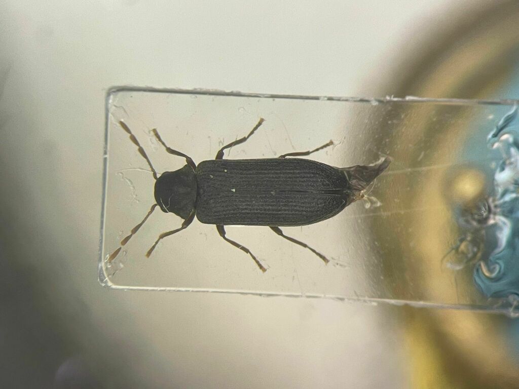 Hemicoelus umbrosus