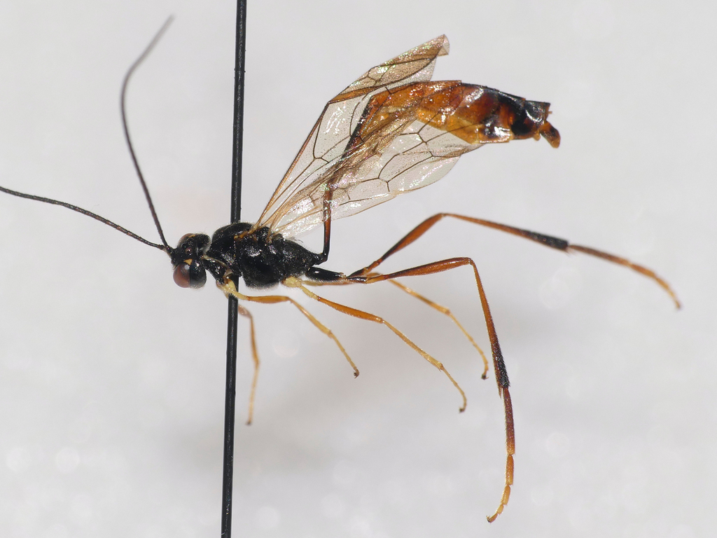 Agrypon varitarsum