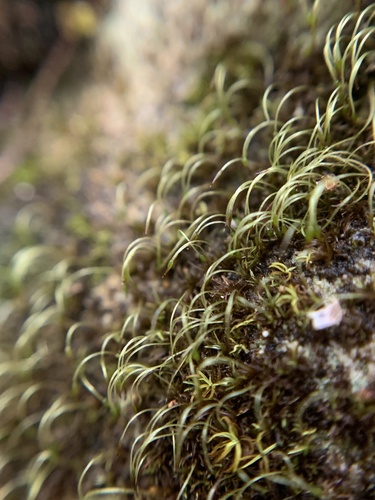 Diverse-leaved Bristle Moss (Blindiadelphus diversifolius)