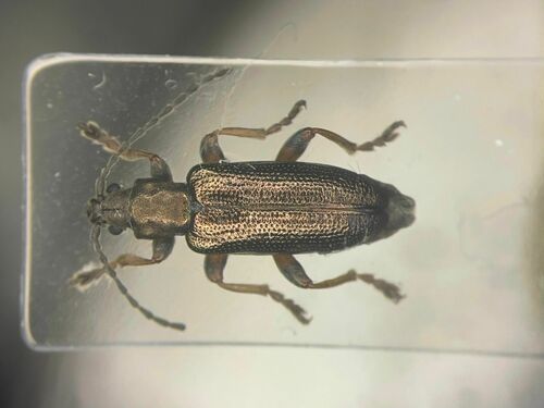 Germar's reed beetle photo 2