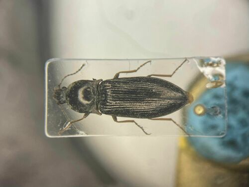 Plowing Click Beetle