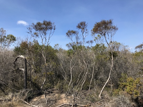 Eucalyptus austrina 2