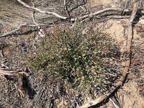 Eucalyptus austrina 3