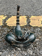 Heterometrus laoticus