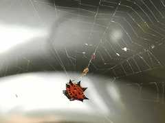 Gasteracantha cancriformis