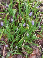 Muscari
