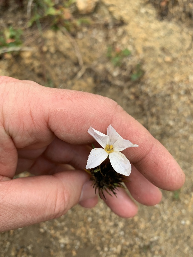large-flowered leptosiphon in December 2023 by ecopunx · iNaturalist