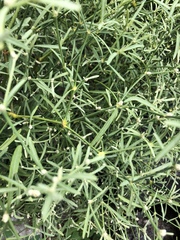 Alternanthera filifolia