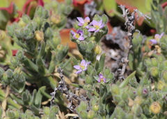 Spergularia macrotheca macrotheca