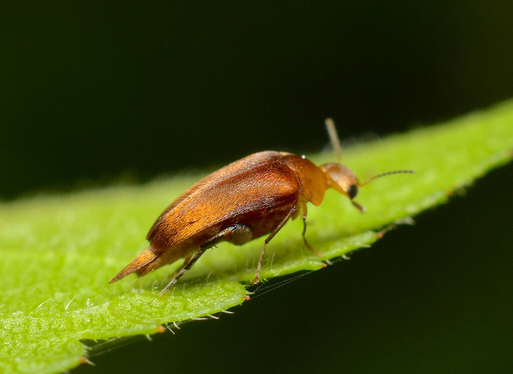 Tolidopalpus nitidicoma