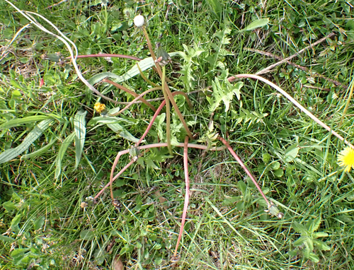 jagged-leaved dandelion (Taraxacum lacerifolium)