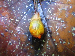 Amphibulima patula image