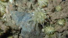 Anthopleura dixoniana