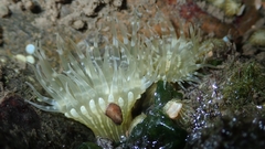 Anthopleura dixoniana
