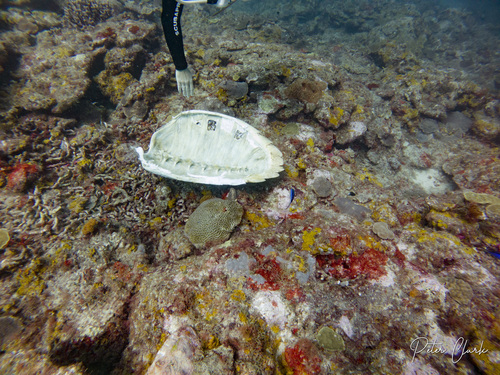 Hawksbill sea turtle