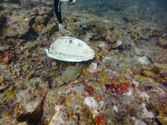 Hawksbill sea turtle