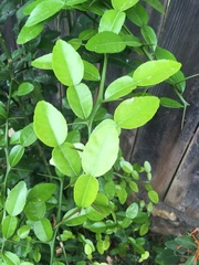 Citrus hystrix
