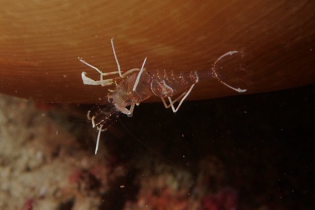 Periclimenes amethysteus