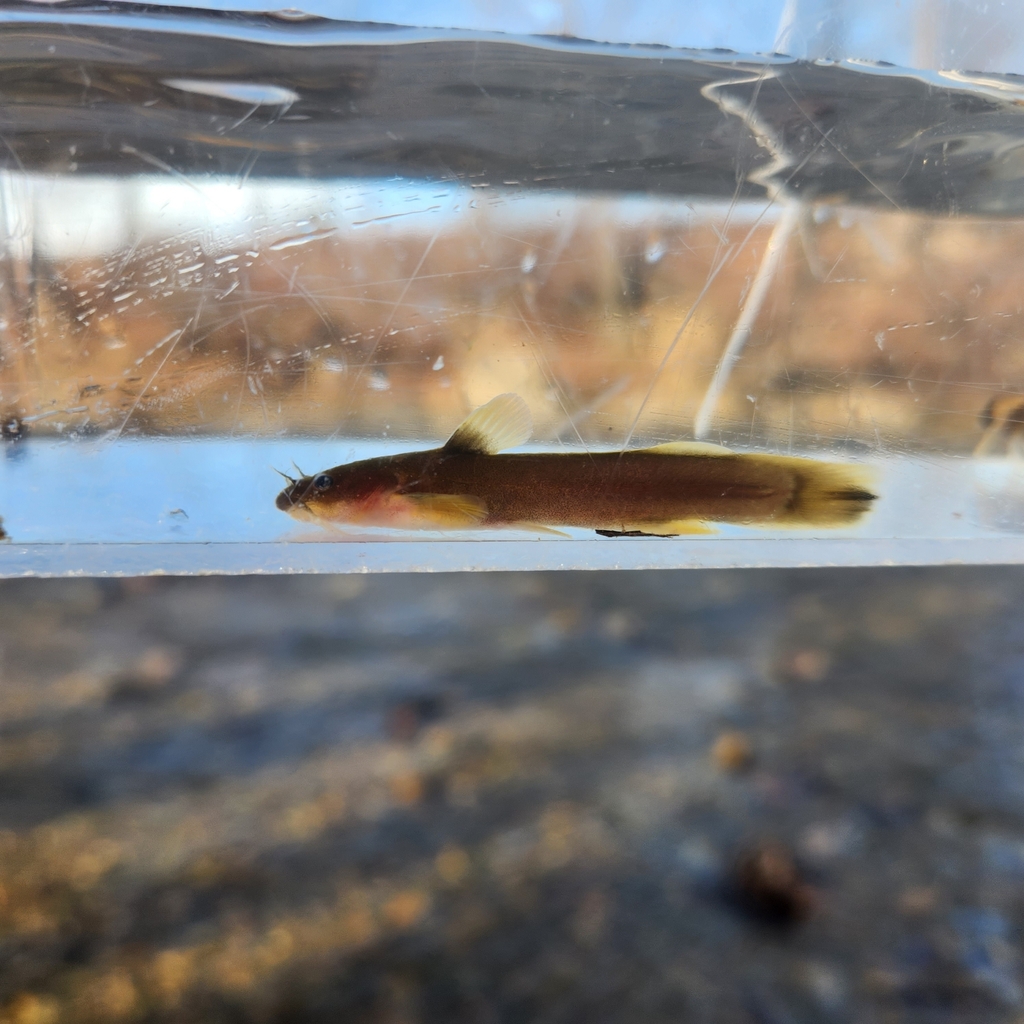Orangefin Madtom (Noturus gilberti) — Ictaluridae
