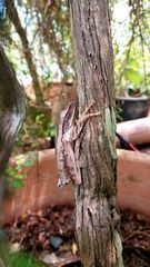 Polypedates leucomystax