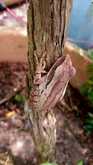 Polypedates leucomystax