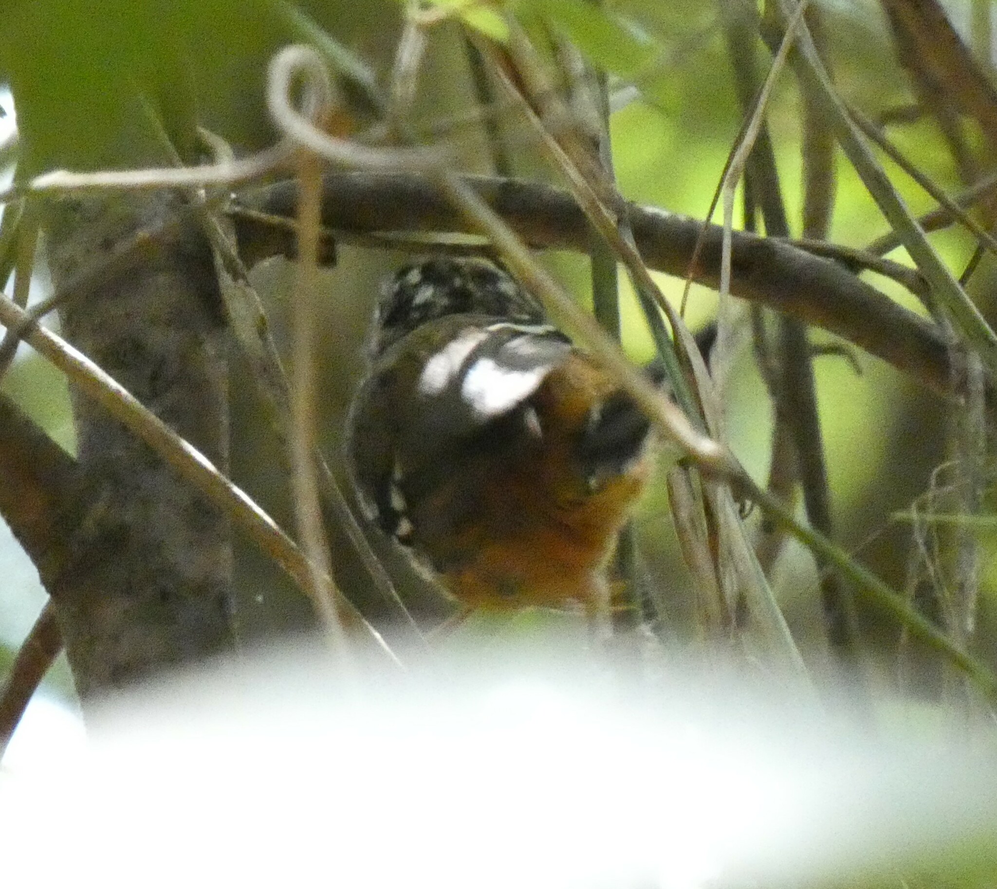 Ochre-rumped Antbird illustration
