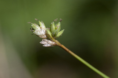 Carex tenuiflora