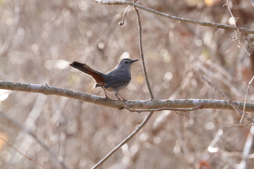Gray Catbird photographed in Virginia