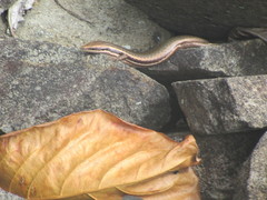 Mabuya dominicana