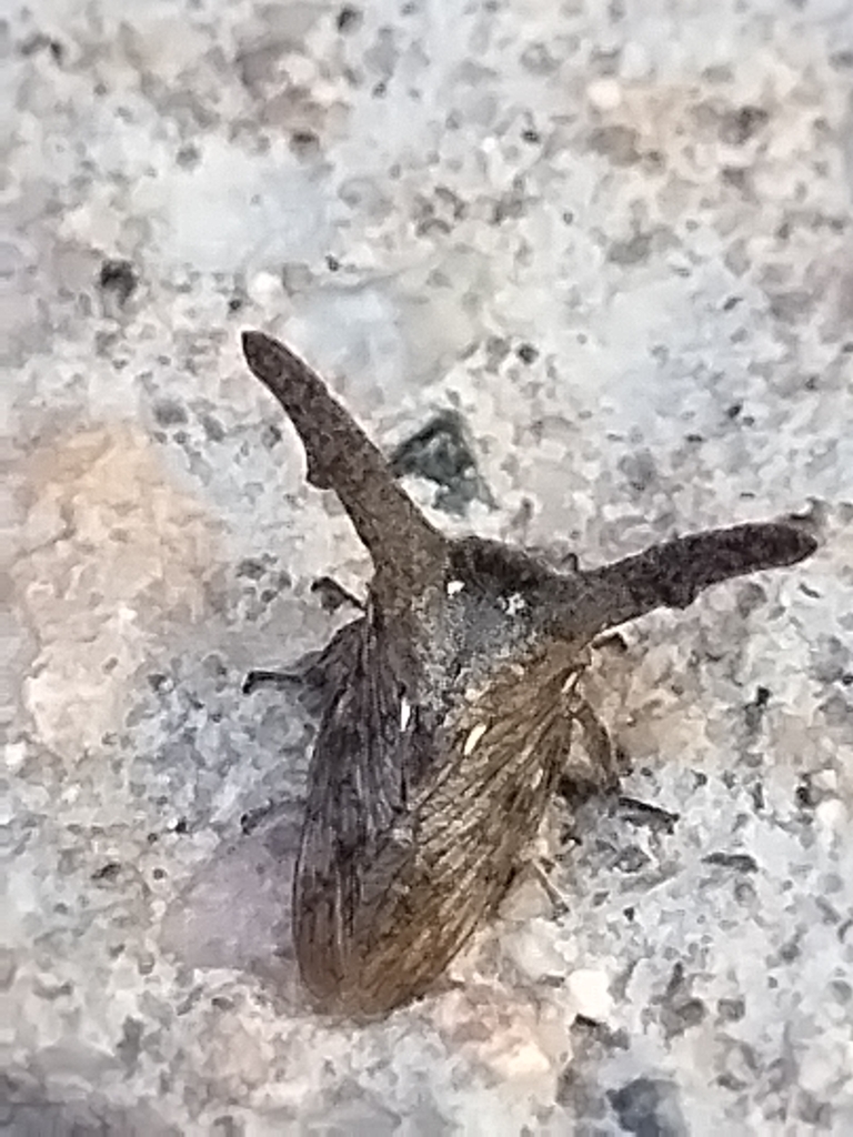 Platycentrus ramosicornis