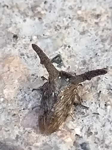 Platycentrus ramosicornis