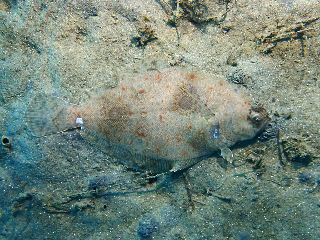 Waaierstaart-bot (Xystreurys liolepis) — Paralichthyidae