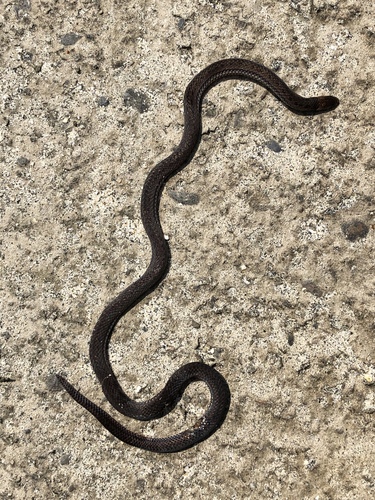 Photo of a Collared Ground Snake (Atractus collaris)