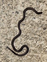 Atractus collaris