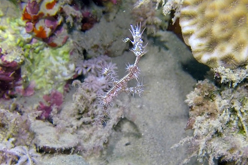 Ornate Ghostpipefish — seen at this dive site