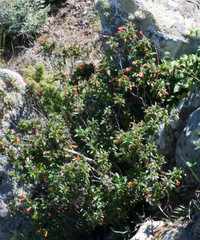 Diplacus parviflorus