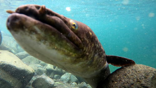 Eel (Anguilla marmorata) — Anguillidae — 3