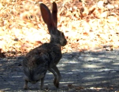 Lepus alleni