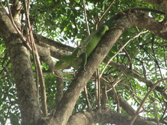 Iguana delicatissima