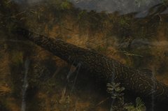 Lepisosteus oculatus
