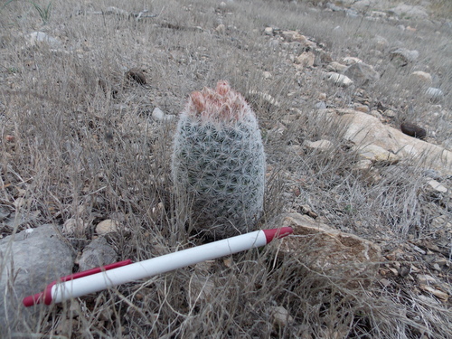 Image of Escobaria sneedii by no rights reserved