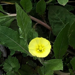 Oenothera macrocarpa