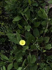 Oenothera macrocarpa