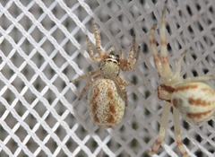Metaphidippus chera