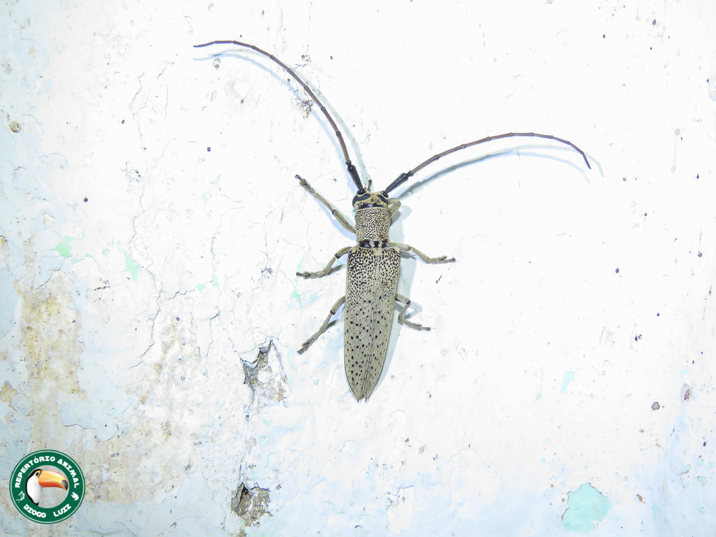 Phaula thomsonii