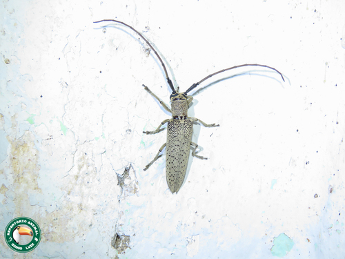 Phaula thomsonii