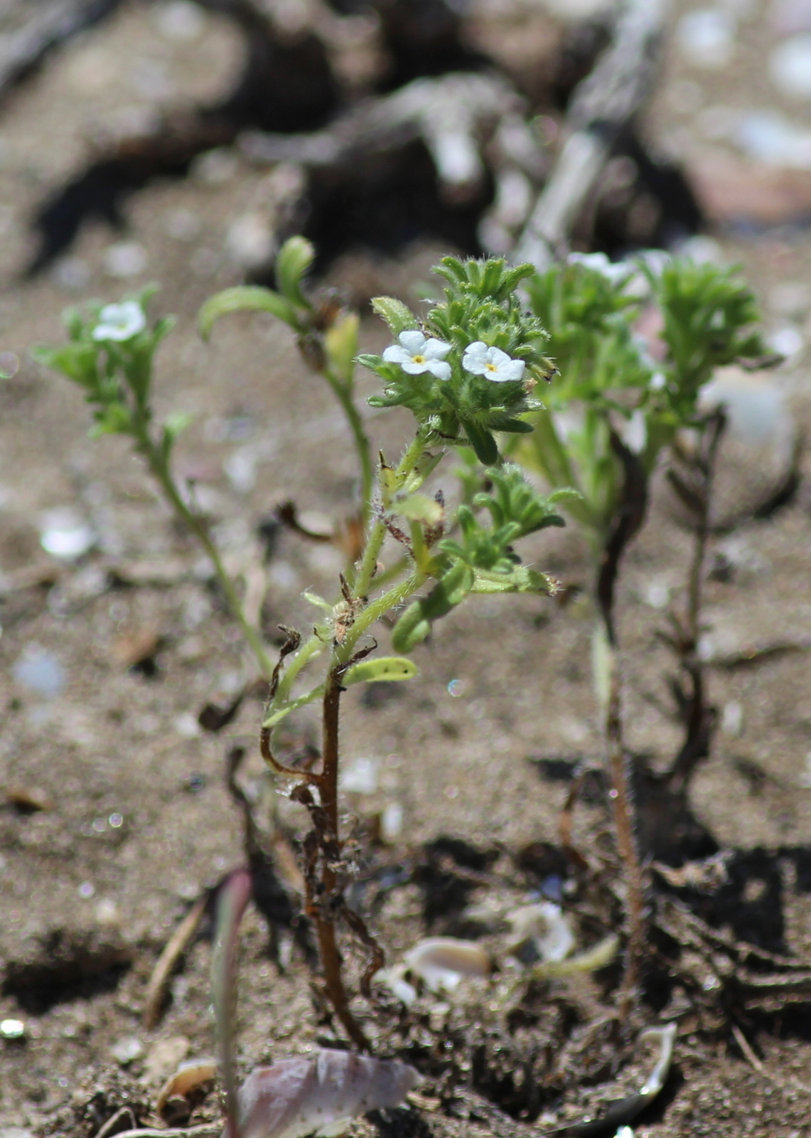 Cryptantha traskiae